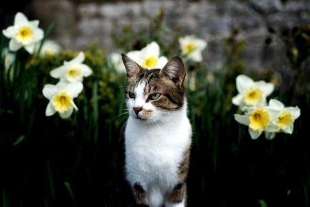 The Church Cat of Kirkby photo