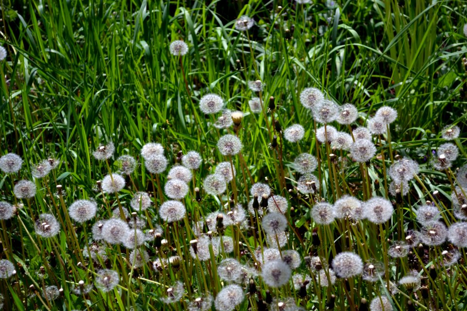 Dandelions and alfalfa