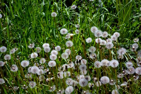 Dandelions and alfalfa