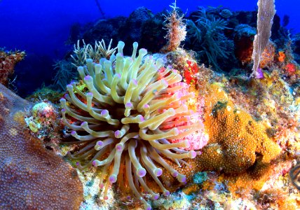 FKNM Giant Anemone photo