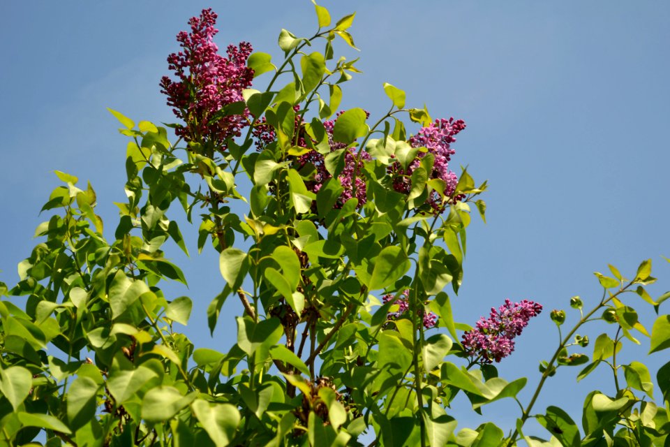 lilac