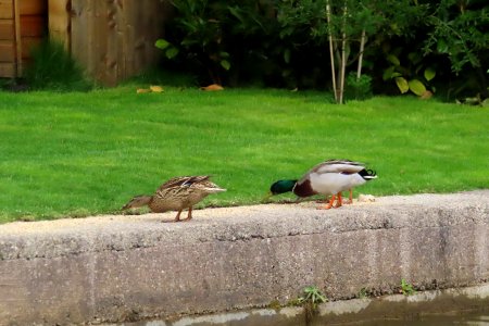 Ducks out of water photo