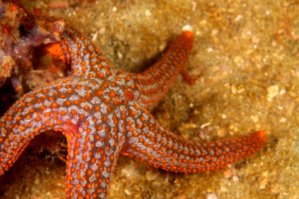 Echinaster Spinulosus seastar