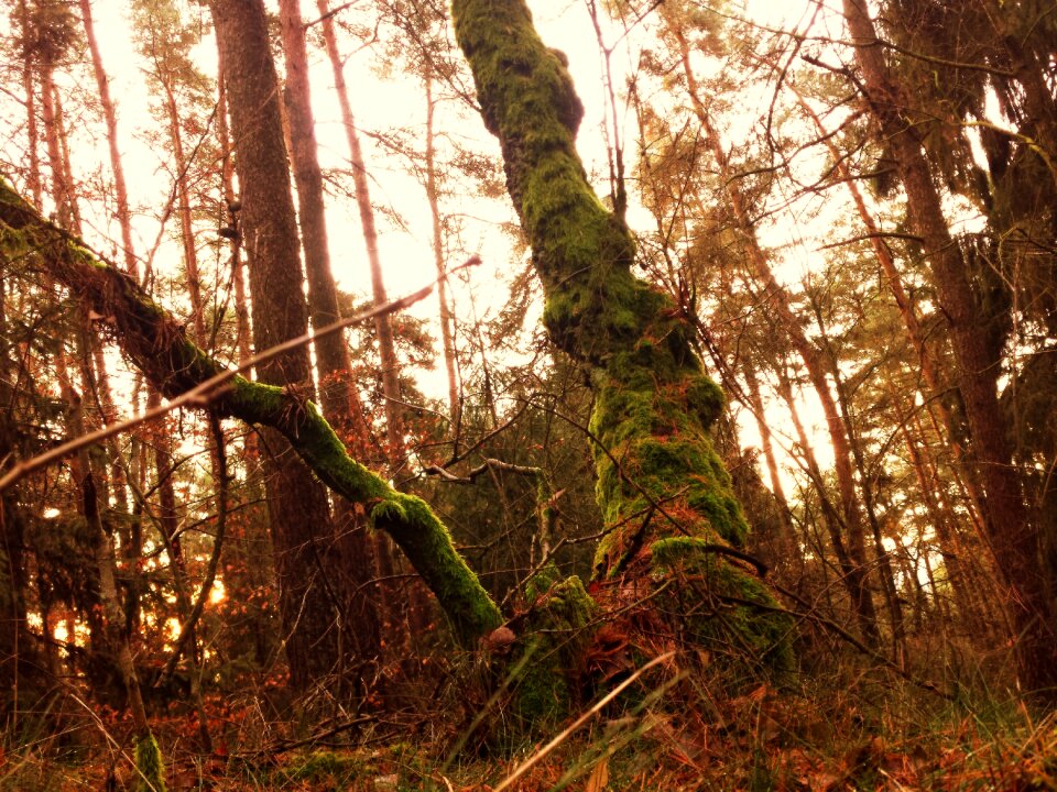 Moss ancient atmosphere