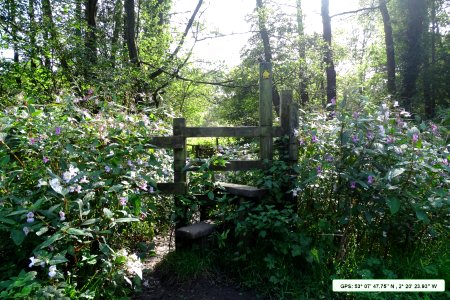 Himalayan Balsam. photo