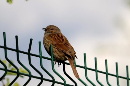 Dunnock photo