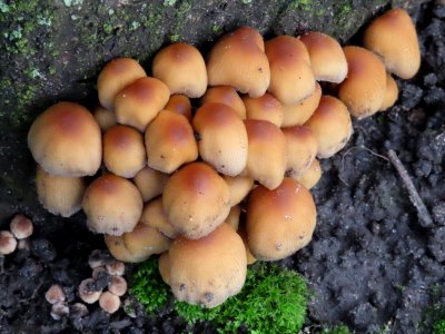 Assorted Fungus photo
