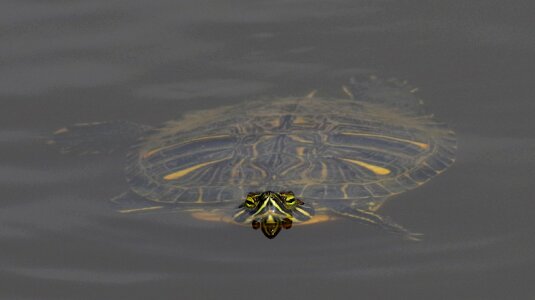 Water turtle nature swim