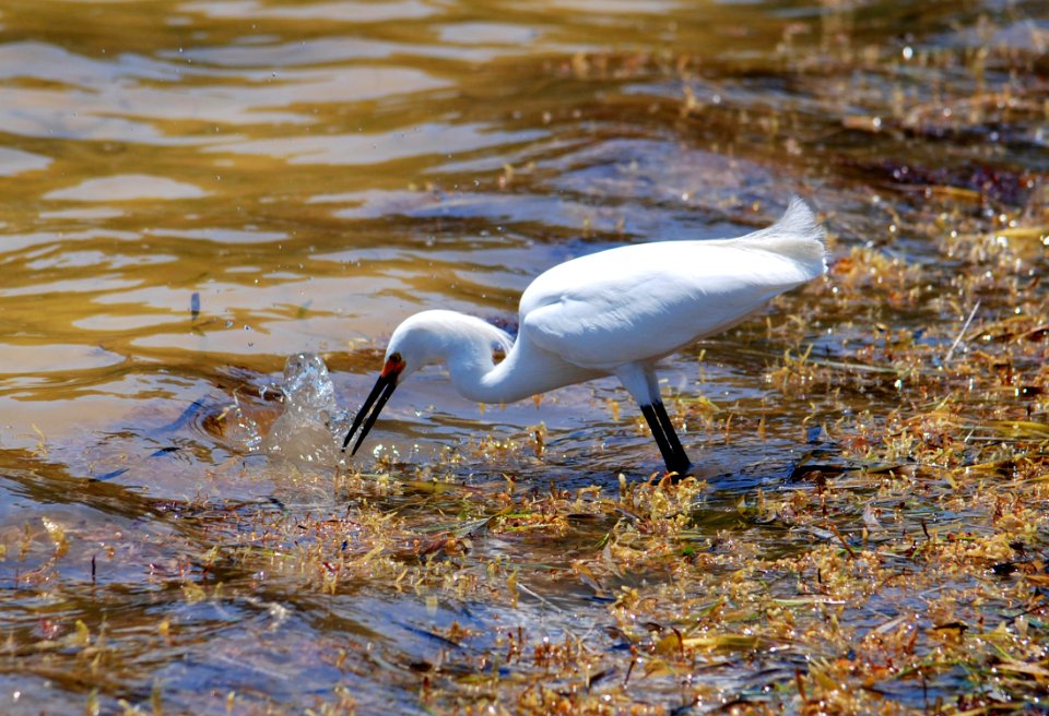 FKNMS - snowy egret photo