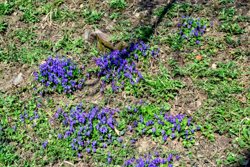 spring