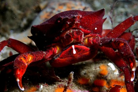 MBNMS - kelp crab photo
