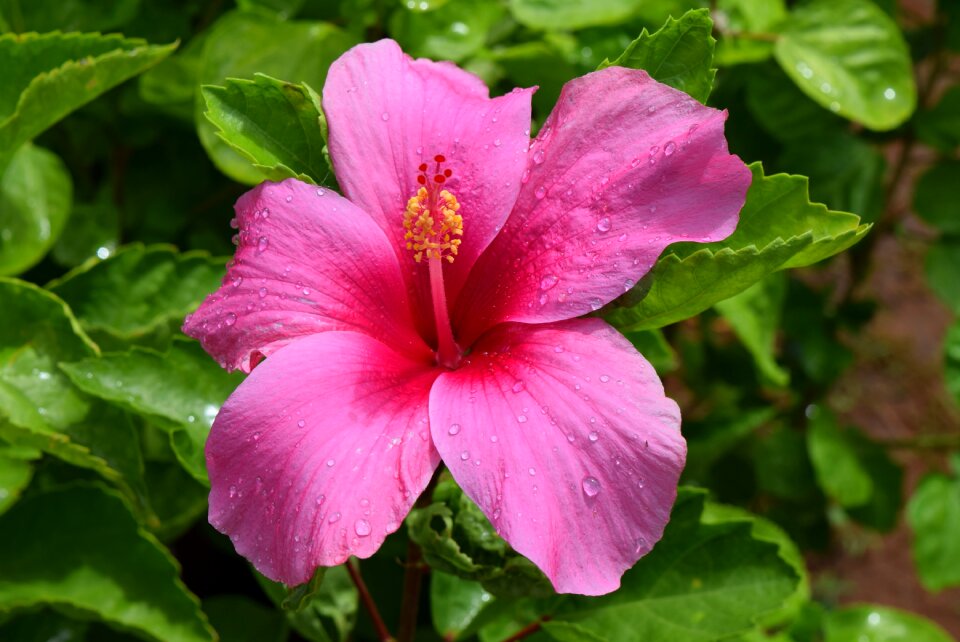 Flower pink petals photo