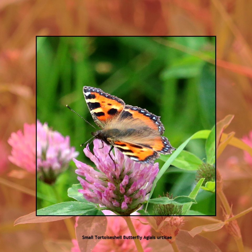 Small Tortoiseshell