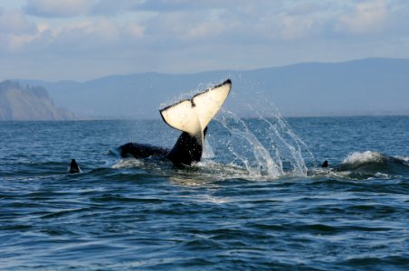 OCNMS - Southern Resident Orca photo