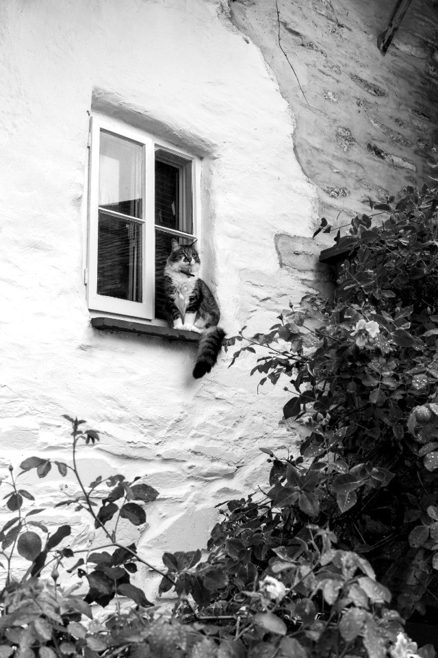 The King of Hawkshead