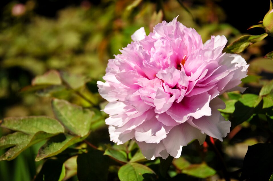 Blossom pink flowers color