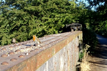 "There's a what behind me"? asks Robin. photo