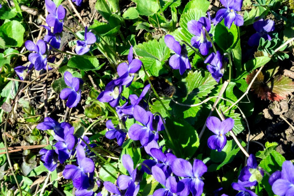 spring