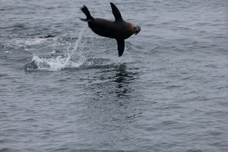 CBNMS California Sea Lion