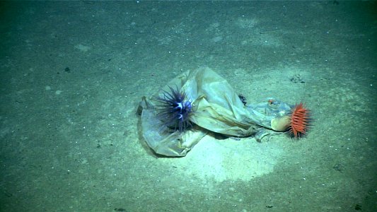 Trash at the bottom of Gulf of Mexico