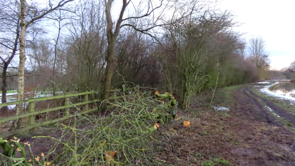The Hedge