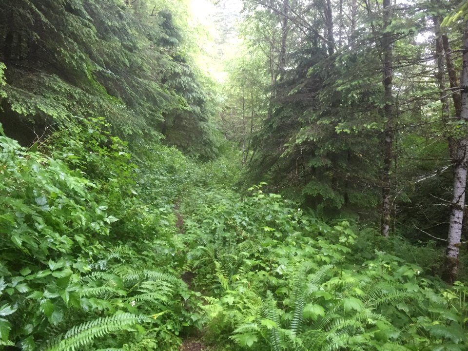 East Fork Lewis River