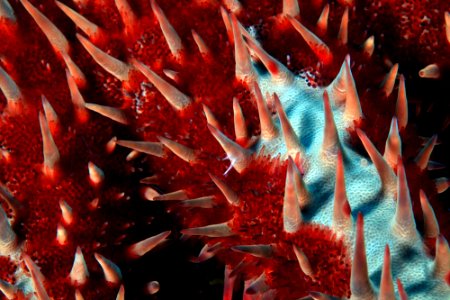 PMNM - Crown Of Thorns Starfish Closeup photo