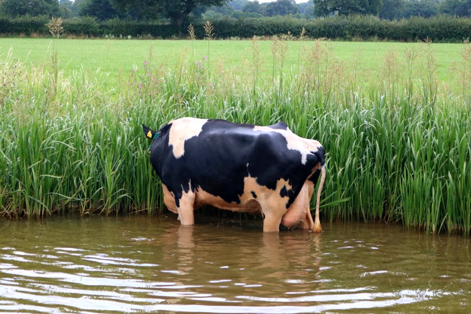 Cow in the cut 02