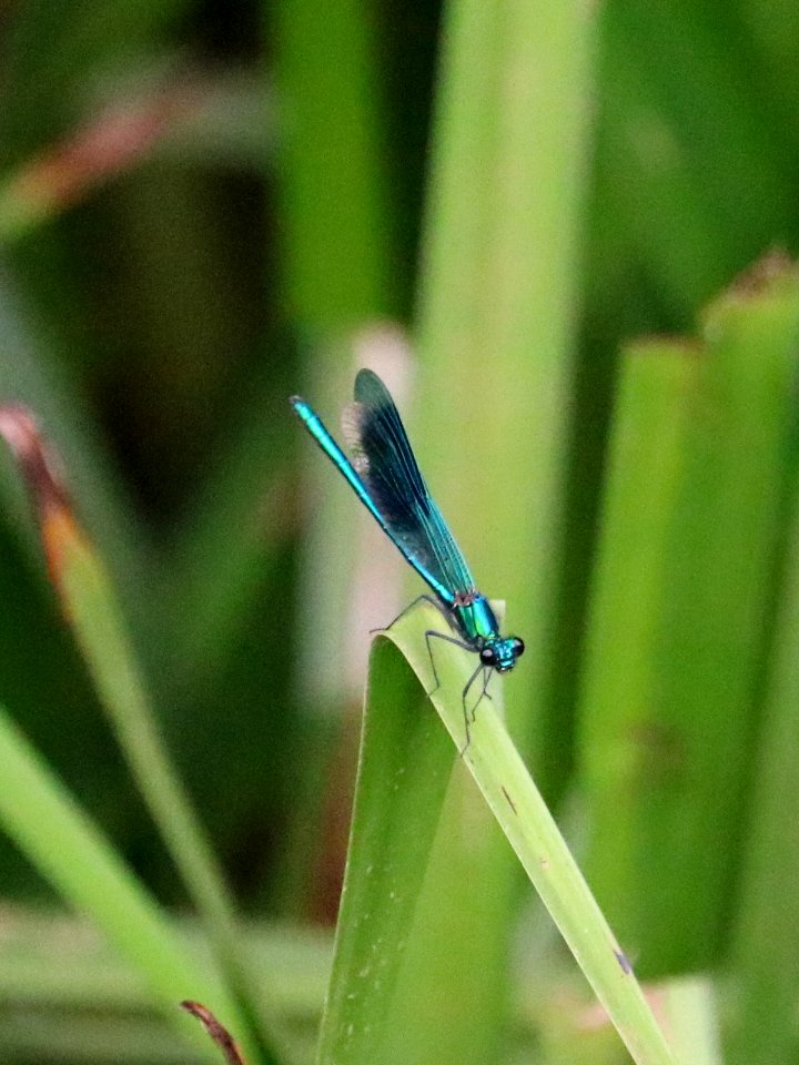 Banded Damoiselle - Calopteryx splendens