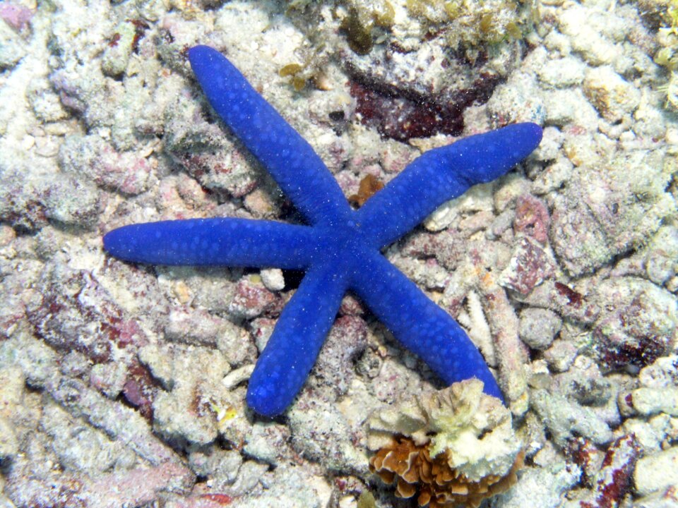 Sea sea star seascape