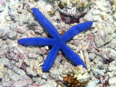 Sea sea star seascape photo