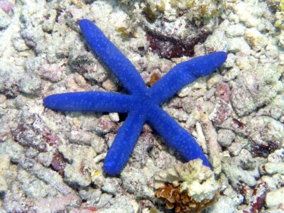 Sea sea star seascape