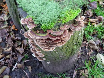 Assorted Fungus