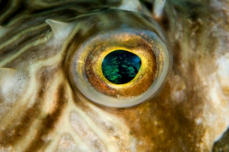 GRNMS - pufferfish eye photo