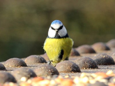 Christmas Cyanistes caeruleus photo