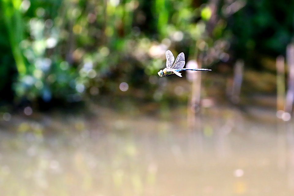 Libellule en vol - Flying dragonfly photo