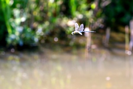 Libellule en vol - Flying dragonfly photo