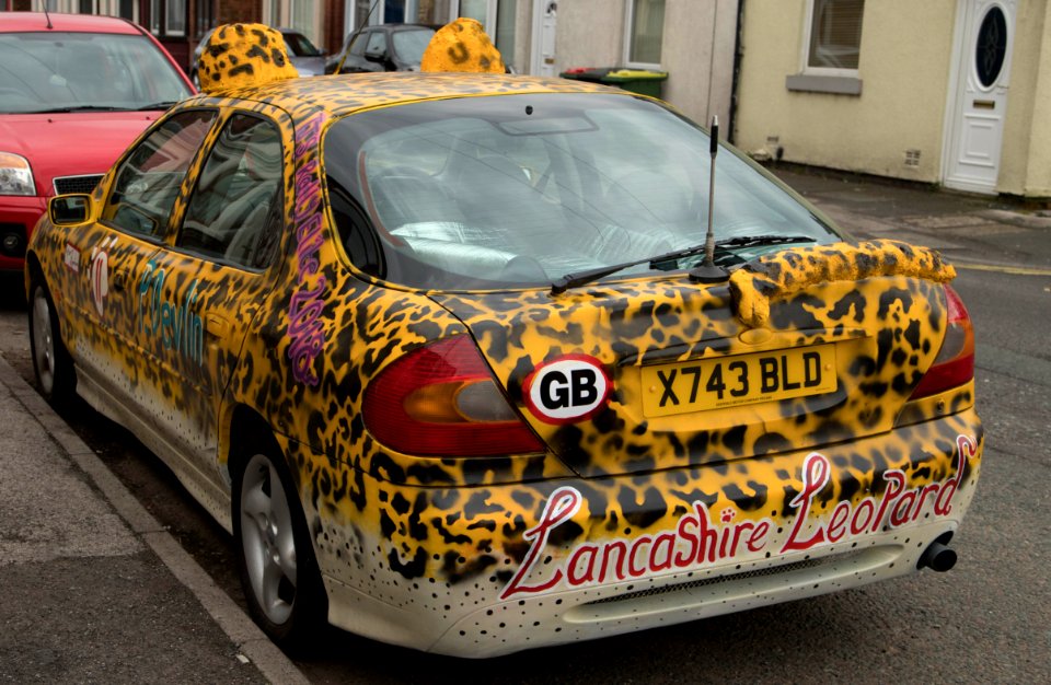 lancashire leopard rear