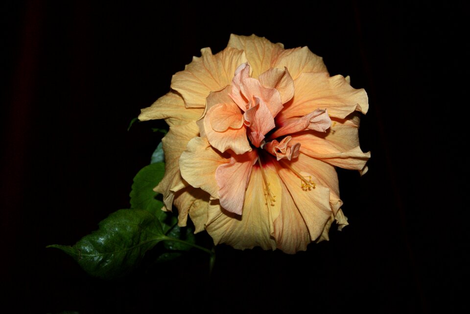 Plant hibiscus pink flower