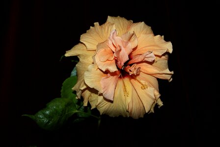 Plant hibiscus pink flower photo