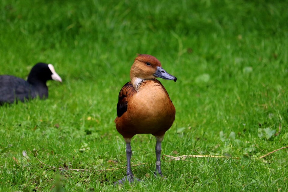 Fulvous Whistling-Duck