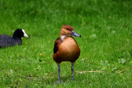 Fulvous Whistling-Duck