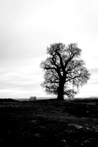 Bench