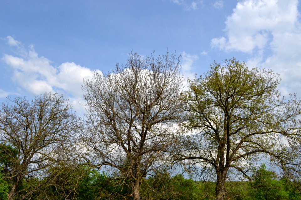 walnut