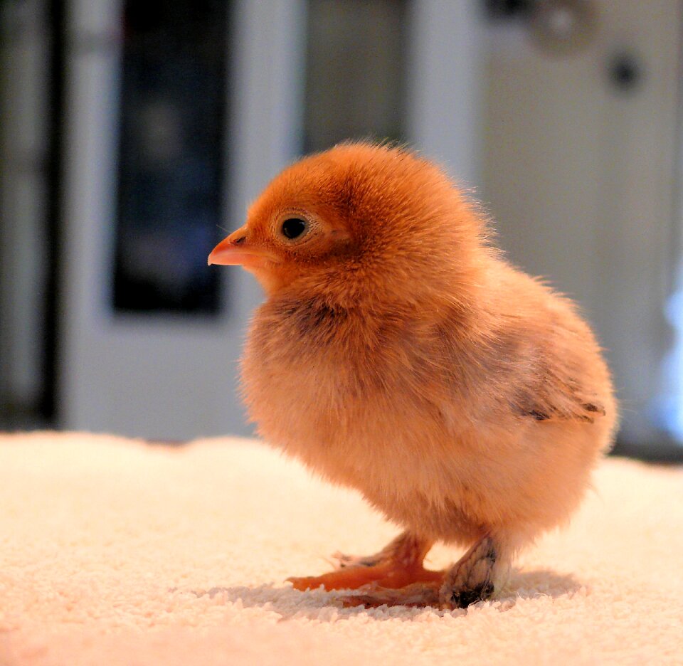 Chick spring Free photos