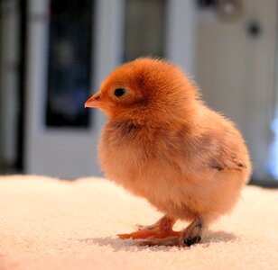 Chick spring Free photos