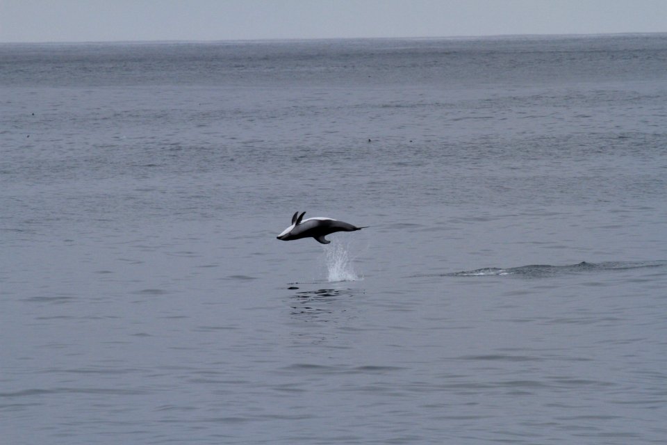 CBNMS breaching dolphin
