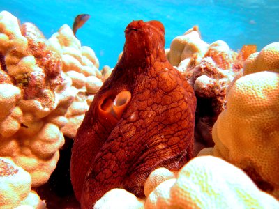 PMNM day octopus photo