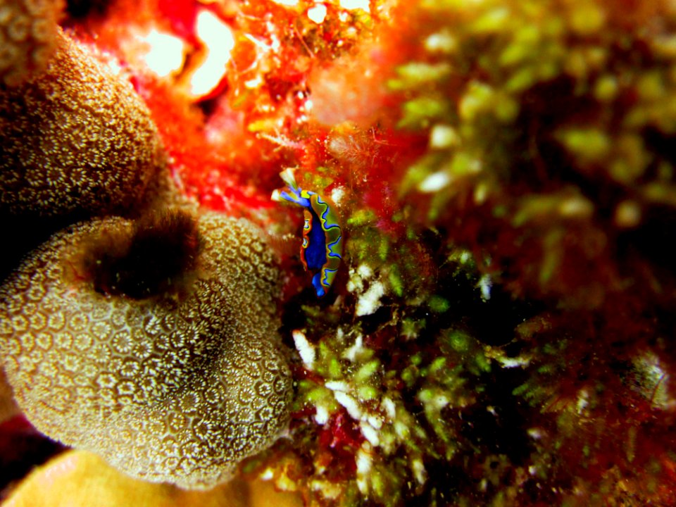 PMNM - The brilliantly colored sea slug Thuridilla neona at Lisianski Island