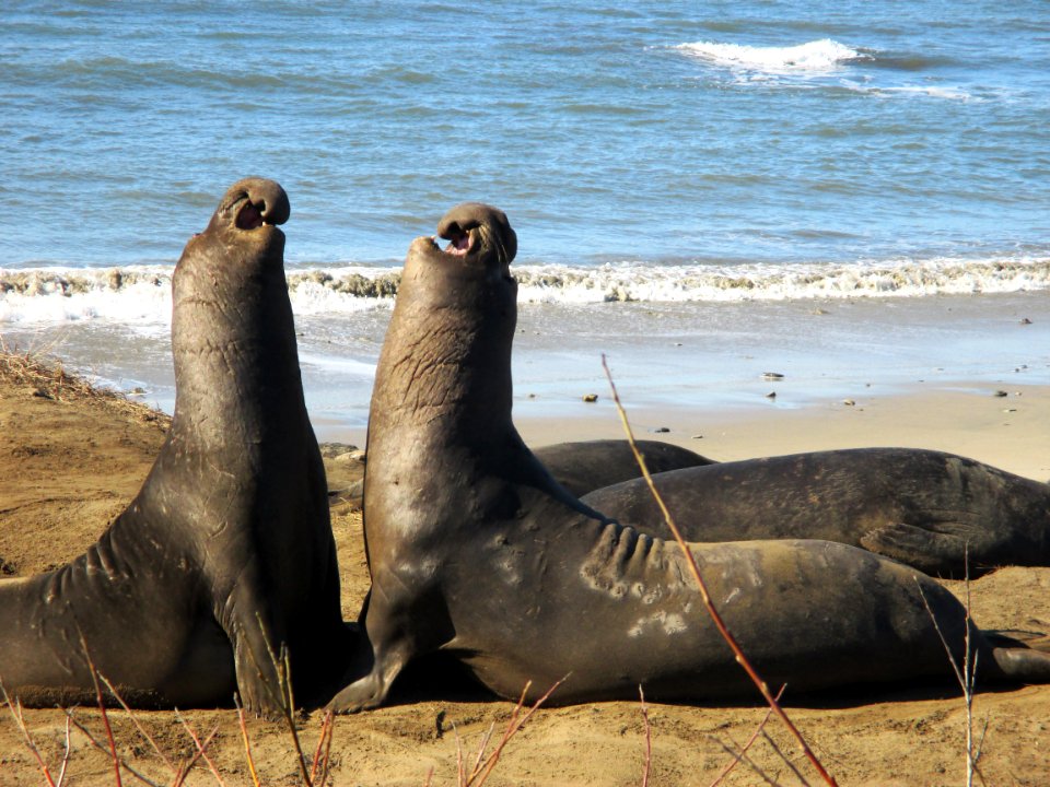 GFNMS - Elephant Seals At Ano Nuevo SP